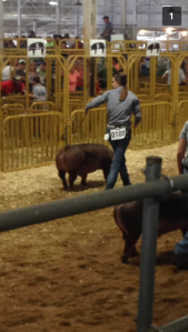 My sister, Jenna showing her duroc barrow at the state fair 